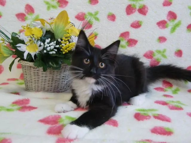 ID:1411-00053の子猫