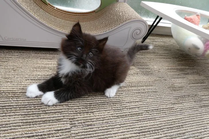 ID:2105-01343の子猫