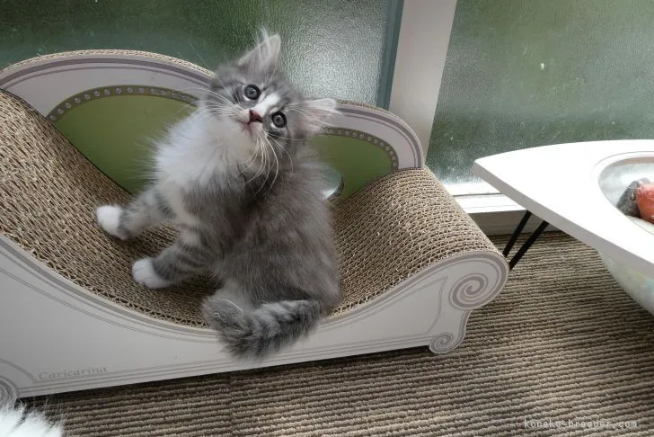 ID：2104-02296の子猫