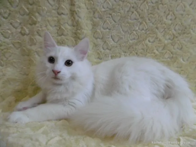 ID：1608-00411の子猫