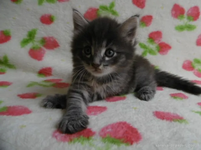 shino 様のお迎えした子猫