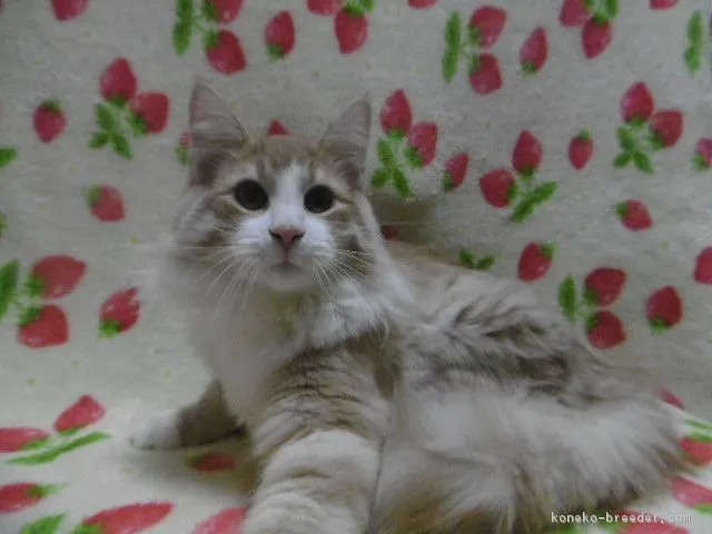 bonchan 様のお迎えした子猫