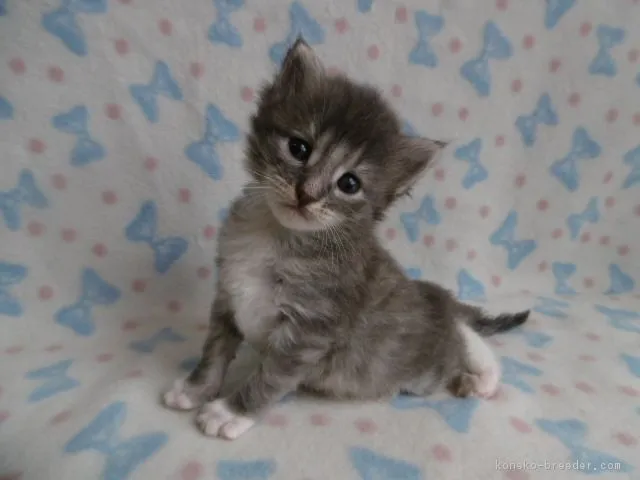 コマハチ 様のお迎えした子猫