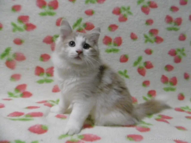 ID：1612-00395の子猫