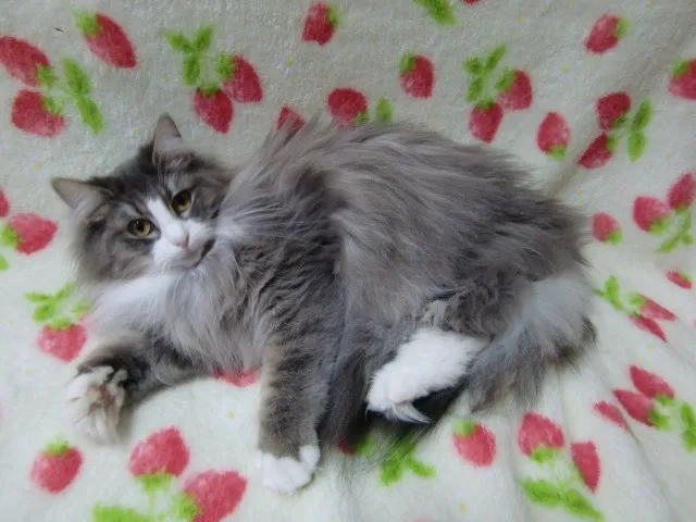ID:1304-00036の子猫