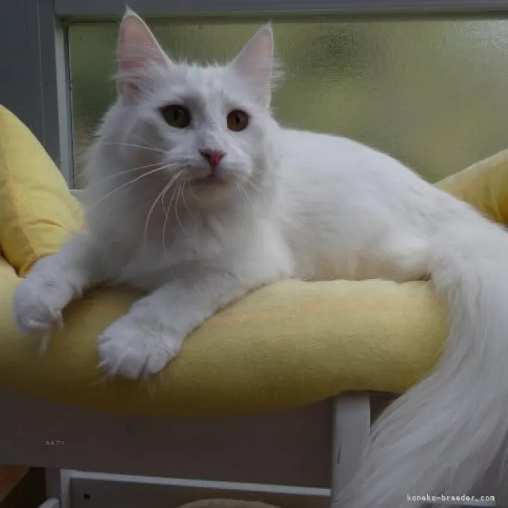 ID：2206-02459の子猫