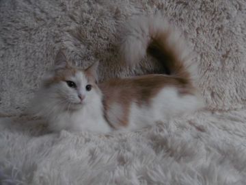 ノルウェージャンフォレストキャット【京都府・女の子・2017年11月30日・クリームクラシックタビー&ホワイト】の写真「避妊手術後のお渡しになります♪」