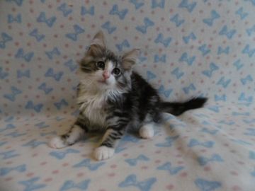 ノルウェージャンフォレストキャット【京都府・男の子・2018年4月9日・シルバークラシックタビー&ホワイト】の写真「直ぐにお渡し可能です。」