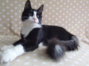 ノルウェージャンフォレストキャット【京都府・男の子・2014年4月12日・ブラック&ホワイト】の写真「☆去勢済みのお値段です。大きくなる子です。」