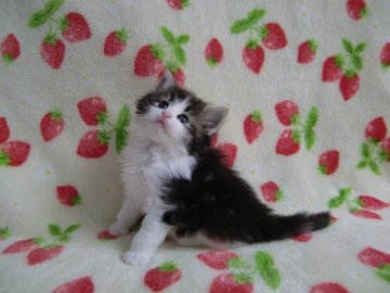 ノルウェージャンフォレストキャット【京都府・男の子・2014年3月14日・ブラウンクラシックタビー&ホワイト】の写真「人が大好き！！とても整ったお顔です。」