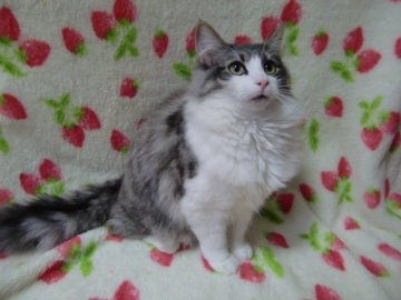 ノルウェージャンフォレストキャット【京都府・女の子・2013年6月9日・ブルーシルバーマッカレルタビー&ホワイト】の写真「目の大きな子で、とても人懐っこいです。」