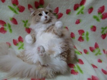 ノルウェージャンフォレストキャット【京都府・男の子・2013年6月9日・クリームクラシックタビー&ホワイト】の写真「去勢済みの価格です。とても綺麗なクリームの八割れです。」