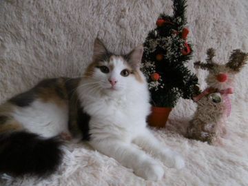 ノルウェージャンフォレストキャット【京都府・女の子・2015年5月4日・ブラウントービー&ホワイト】の写真「もふもふの抱っこ大好き甘えたさん♪」