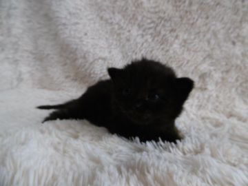 ノルウェージャンフォレストキャット【京都府・女の子・2015年2月6日・ブラック】の写真「お目目くりくりの可愛い子です。」