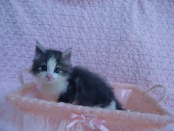 ノルウェージャンフォレストキャット【京都府・男の子・2013年7月27日・ブルークラシックタビー&ホワイト】の写真「とても人懐っこく、いつもゴロゴロ言ってます。」