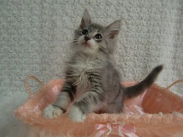 ノルウェージャンフォレストキャット【京都府・男の子・2014年5月12日・ブルーシルバークラシックタビー&ホワイト】の写真「小柄でおっとりした子です。」