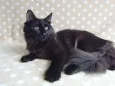 ノルウェージャンフォレストキャット【京都府・女の子・2014年4月12日・ブラック】の写真1