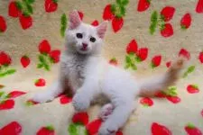 ノルウェージャンフォレストキャット【京都府・男の子・2022年2月20日・クリームシルバータビー】の写真2