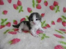 ノルウェージャンフォレストキャット【京都府・女の子・2015年4月29日・ブルーシルバータビー&ホワイト】の写真2