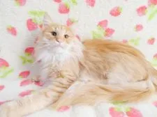 ノルウェージャンフォレストキャット【京都府・男の子・2021年5月11日・レッドマッカレルタビー】の写真2