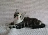 ノルウェージャンフォレストキャット【京都府・女の子・2013年3月16日・シルバークラシックトービー&ホワイト】の写真2