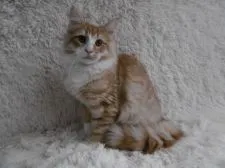 ノルウェージャンフォレストキャット【京都府・男の子・2018年5月22日・レッドマッカレルタビー&ホワイト】の写真2