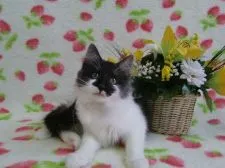 ノルウェージャンフォレストキャット【京都府・女の子・2014年9月4日・ブラックスモーク&ホワイト】の写真2