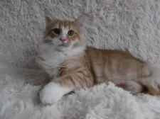 ノルウェージャンフォレストキャット【京都府・男の子・2018年5月22日・レッドマッカレルタビー&ホワイト】の写真3