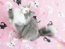 ノルウェージャンフォレストキャット【京都府・女の子・2021年5月11日・ブルートーティー&ホワイト(縞なし三毛)】の写真3