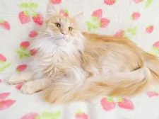 ノルウェージャンフォレストキャット【京都府・男の子・2021年5月11日・レッドマッカレルタビー】の写真3