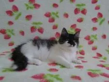 ノルウェージャンフォレストキャット【京都府・女の子・2014年9月4日・ブラックスモーク&ホワイト】の写真4