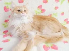 ノルウェージャンフォレストキャット【京都府・男の子・2021年5月11日・レッドマッカレルタビー】の写真4