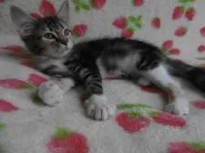 ノルウェージャンフォレストキャット【京都府・女の子・2019年5月20日・ブラウンクラシックトービー&ホワイト】の写真4