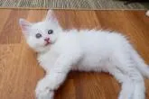 ノルウェージャンフォレストキャット【京都府・女の子・2022年5月22日・ホワイト】の写真4