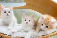 ノルウェージャンフォレストキャット【京都府・男の子・2022年2月20日・クリームシルバータビー】の写真5