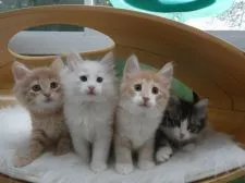 ノルウェージャンフォレストキャット【京都府・男の子・2021年4月2日・クリームマッカレルタビー&ホワイト】の写真5