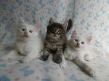 ノルウェージャンフォレストキャット【京都府・男の子・2016年6月11日・ホワイト】の写真5