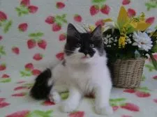 ノルウェージャンフォレストキャット【京都府・女の子・2014年9月4日・ブラックスモーク&ホワイト】の写真5