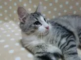 ノルウェージャンフォレストキャット【京都府・男の子・2014年7月6日・シルバーマッカレルタビー&ホワイト】の写真5
