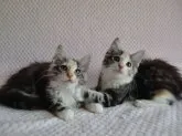 ノルウェージャンフォレストキャット【京都府・女の子・2013年3月16日・シルバークラシックトービー&ホワイト】の写真5