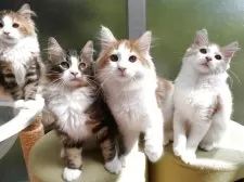 ノルウェージャンフォレストキャット【京都府・男の子・2025年5月26日・レッドクラシックタビー&ホワイト】の写真7