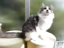 ノルウェージャンフォレストキャット【京都府・男の子・2025年2月8日・ブルータビー&ホワイト】の写真2