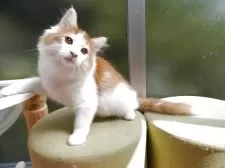 ノルウェージャンフォレストキャット【京都府・男の子・2025年5月26日・レッドクラシックタビー&ホワイト】の写真4