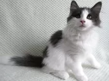 ノルウェージャンフォレストキャット【京都府・女の子・2025年4月22日・ブルー&ホワイト】の写真4