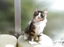 ノルウェージャンフォレストキャット【京都府・男の子・2025年5月26日・ブラウンクラシックタビー&ホワイト】の写真2