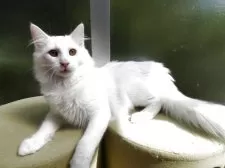 ノルウェージャンフォレストキャット【京都府・男の子・2025年2月8日・ホワイト】の写真3