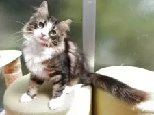 ノルウェージャンフォレストキャット【京都府・男の子・2025年5月26日・ブラウンクラシックタビー&ホワイト】の写真3