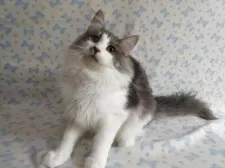 ノルウェージャンフォレストキャット【京都府・男の子・2025年2月8日・ブルータビー&ホワイト】の写真6