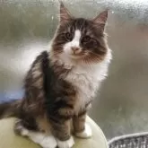 ノルウェージャンフォレストキャット【京都府・男の子・2025年5月26日・ブラウンクラシックタビー&ホワイト】の写真2