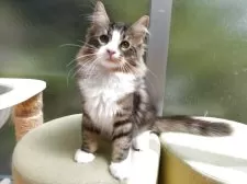 ノルウェージャンフォレストキャット【京都府・男の子・2025年5月26日・ブラウンクラシックタビー&ホワイト】の写真4